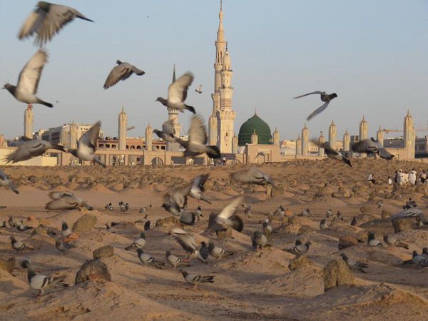 کبوترهایی که در «بقیع» پیام رسان می‌شوند